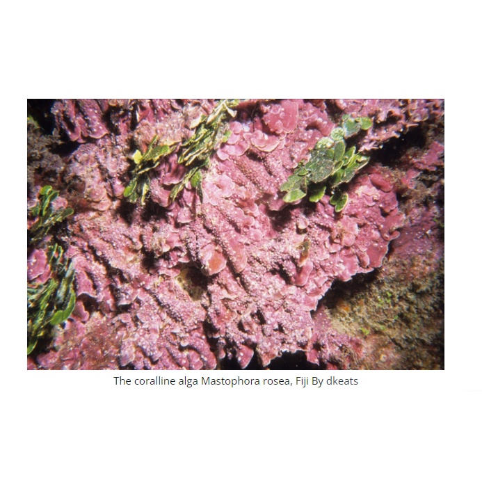 Dung dịch tăng kiềm và phát triển tảo coralline cho bể san hô Redsea coralline gro 500ml