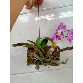 Hoa lan trầm tím điện biên (cây đẳng cấp, cao 20cm)