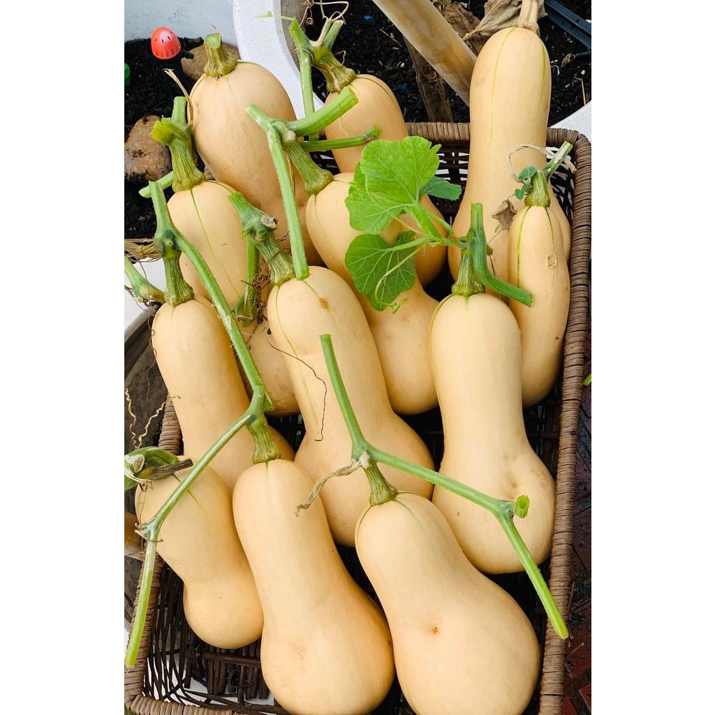 HẠT GIỐNG BÍ BƠ GÓI 10 HẠT - NĂNG XUẤT CAO