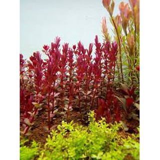 Vảy ốc đỏ (Rotala Đỏ)