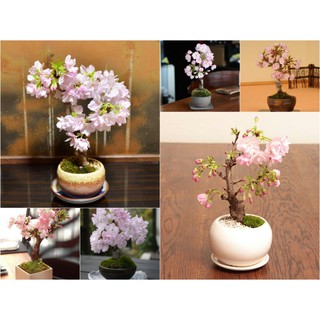 HẠT GIỐNG HOA ANH ĐÀO - 5 hạt/ gói