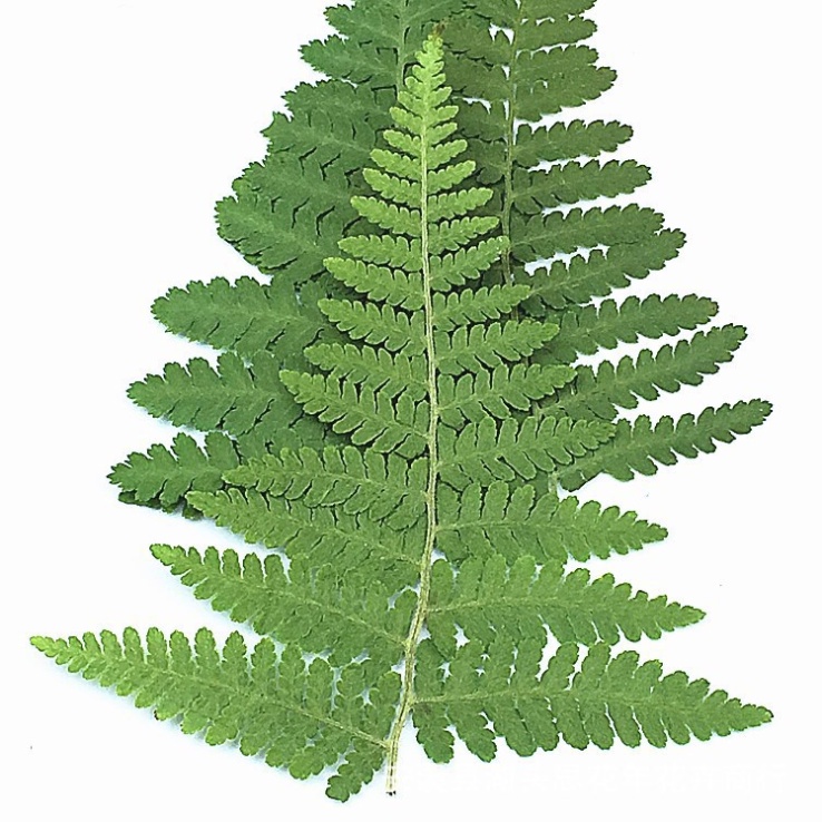 Các mẫu lá dương xỉ ép khô trang trí khung tranh, bưu thiếp, DIY