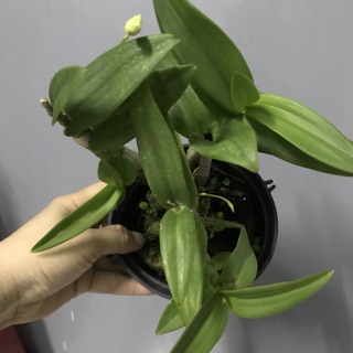 Hoa Lan yayamini chậu đang nụ, hoa