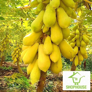 shophouse Hạt giống đu đủ da vàng cao sản 5 hạt  SHOP HOUSE  TẾT KHUYẾN MẠI