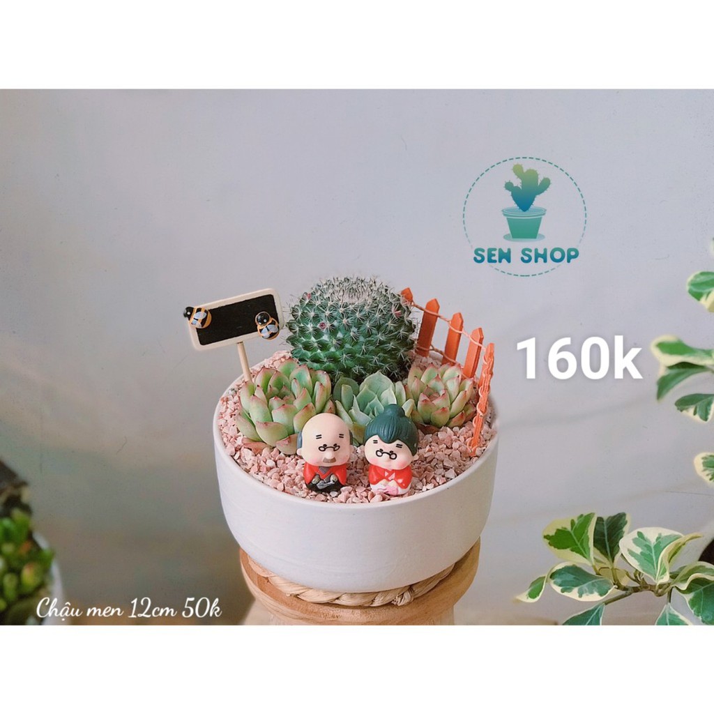 Chậu hoa sen đá mix tầm 100-199k .