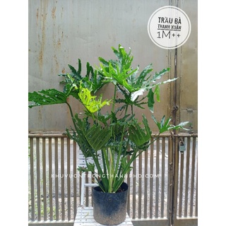 Cây trầu bà thanh xuân cao 60-80cm