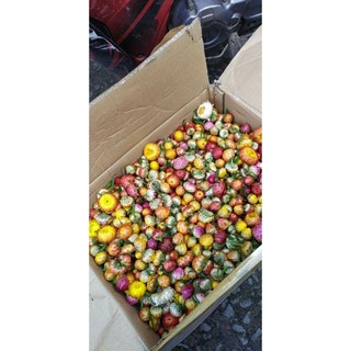 sỉ 50gr hạt giống cúc bất tử