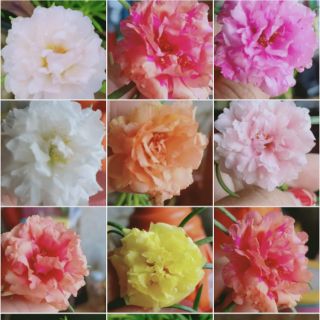 HOA MƯỜI GIỜ THÁI 10 màu
