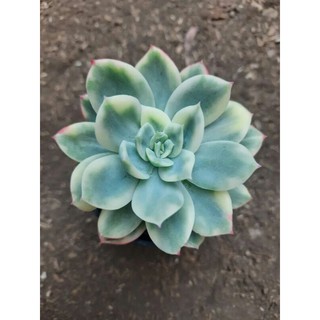 Echeveria Lemon Lime Var
