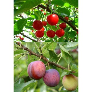 Hạt giống Quả Anh Đào (Cherry) 10 Hạt/ Gói