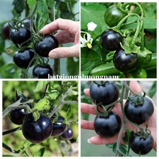 Hạt giống cà chua bi đen 50 hạt - HÀNG CÔNG TY