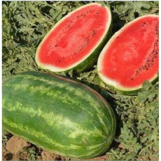 Hạt giống dưa hấu khổng lồ 1 gói 10 hạt
