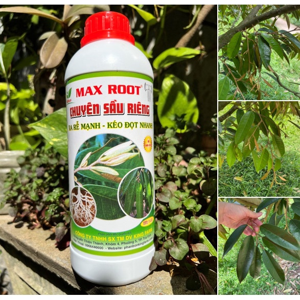 Phân Bón Bung Đọt Ra Rễ Chuyên Sầu Riêng Max Root Chai 1 Lít - Ra Rễ Mạnh, Kéo Đọt Nhanh