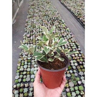 Cây bàng lá tim cẩm thạch