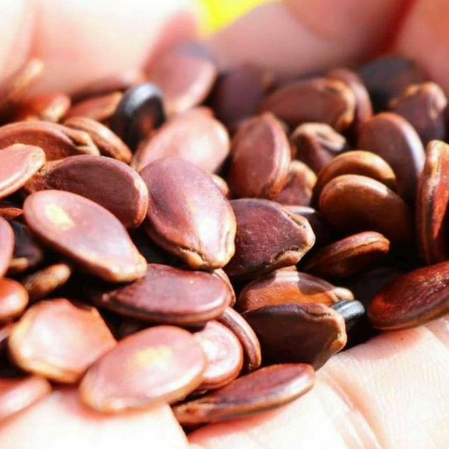 HẠT DƯA NHỎ KHÔNG MÀU.