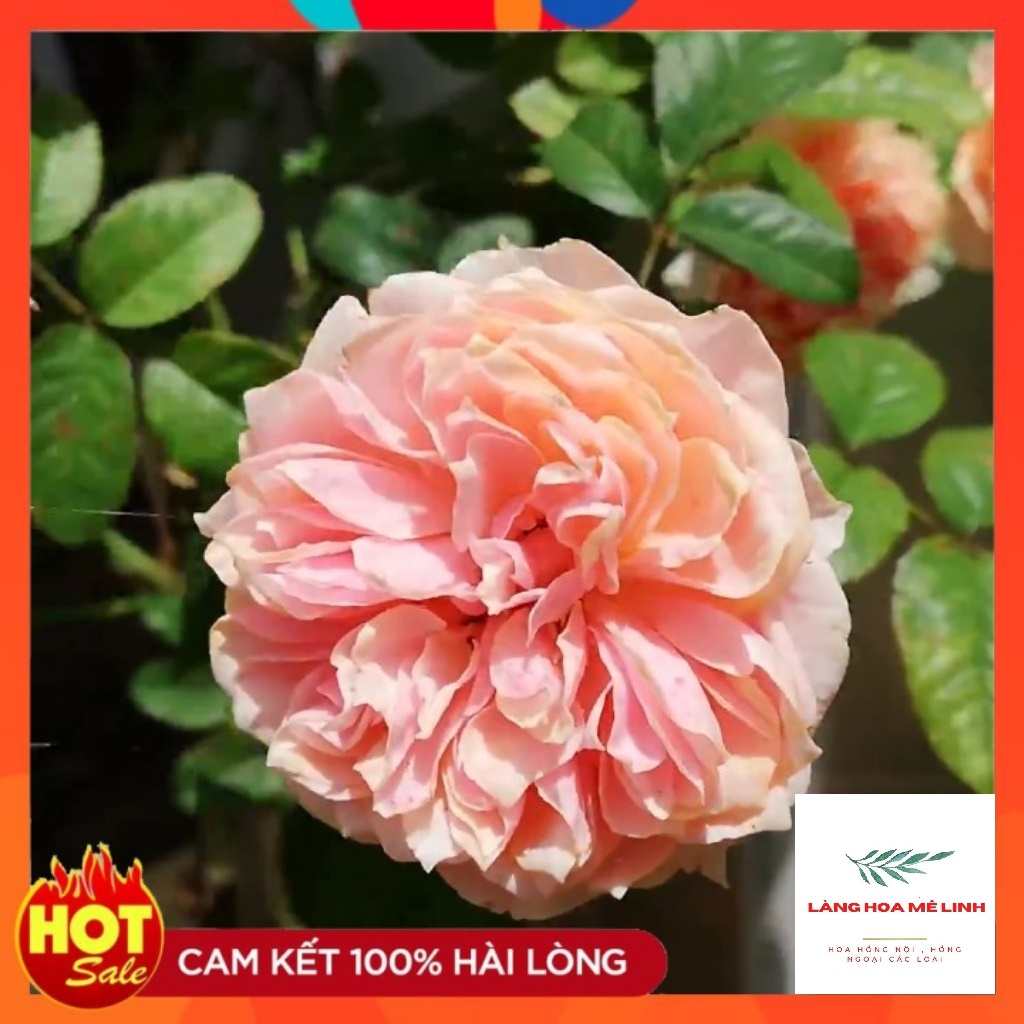 Hoa hồng ngoại cắt cành Vuvuzela Rose Hà Lan [ CÂY BỤI ] - giống hoa hồng tinh tế – Hài hòa – Độc đáo, màu cam cá hồi.