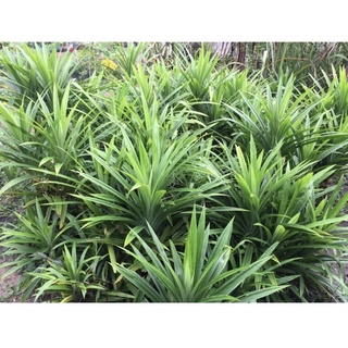 Giống cây lá nếp lá dứa