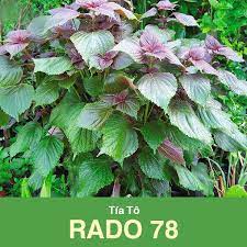 Hạt giống tía tô Rado 78 RD gói 2.5gr