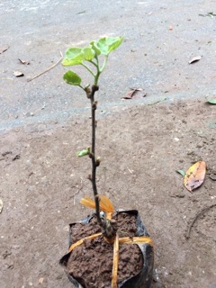 Kiwi vàng ngọt