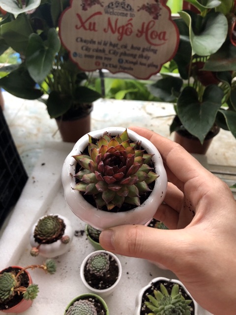 Sen đá siêu đẹp cây y hình