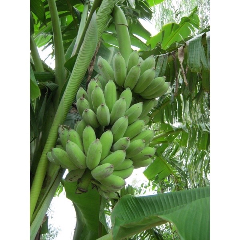 Chuối xiêm  hàng nhà trồng - Chỉ giao hỏa tốc