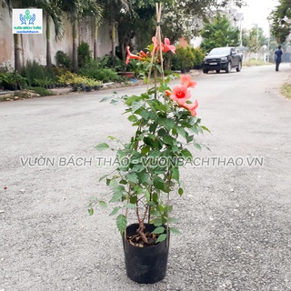 Dây đăng tiêu trồng leo giàn
