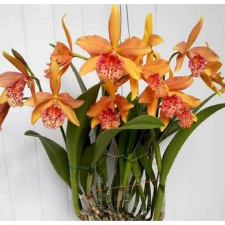 Brass giống 6 màu lựa chuẩn màu