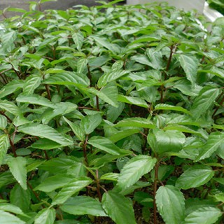 Hạt giống rau đay đỏ - rau nhớt  VTS80 | Vạn Tín Store