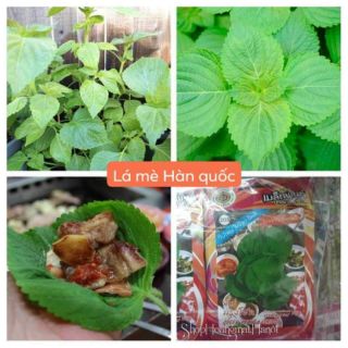 LÁ MÈ HÀN QUỐC