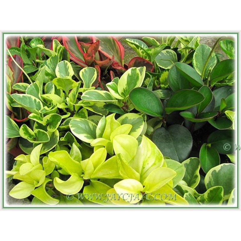 Chậu cứng Peperomia clusiifolia jelly - trường sinh