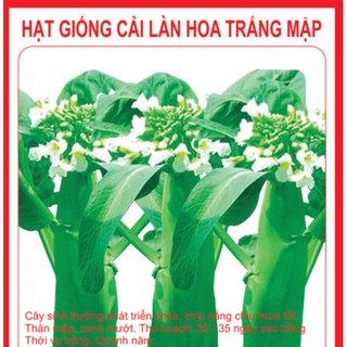 Hạt giống rau cải làn hoa trắng gói 10 gr