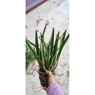 HOA LAN ENCY XỔ HOA NHƯ HÌNH