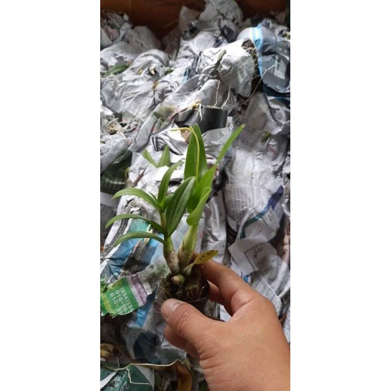 Lan Dendro Chớp sữa enobi