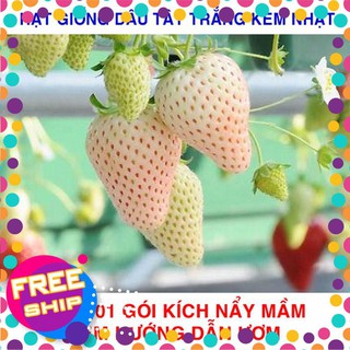 100 Hạt giống Dâu tây trắng kem Newzeland (tặng gói Kích nẩy mầm và Hướng dẫn) TRỢ GIÁ KHUẾN MẠI TẾT