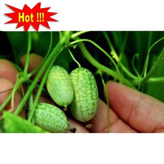 Hạt giống Dưa hấu tí hon