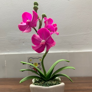 Chậu hoa Lan Vanda đất sét cành ngắn