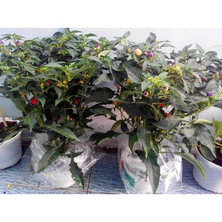 HẠT GIỐNG CÁC LOẠI ỚT - 1 Gói