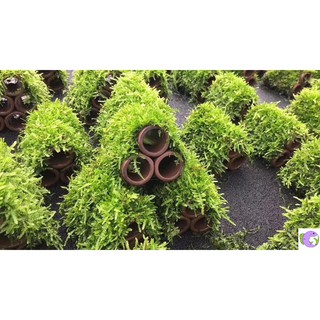 Gốm Gắn Rêu - Đồ Chơi Cho Tép Cảnh