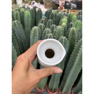 Bình đựng rượu sake - decor trang trí- gốm sứ Nhật
