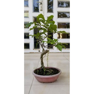Lộc vừng bonsai Cây cảnh mini đẹp hoa đỏ và hồng