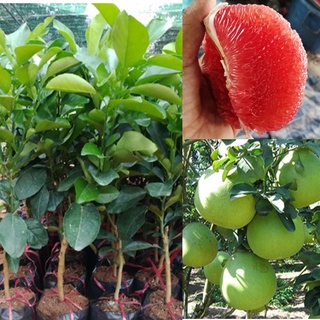 Bưởi ruby thái lan ( vỏ xanh ruột đỏ - tôm khô ít hạt rất ngon, ngọt )