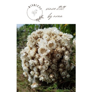 HOA KHÔ SNOWY BẤT TỬ SIÊU BỀN (25-30 BÔNG)