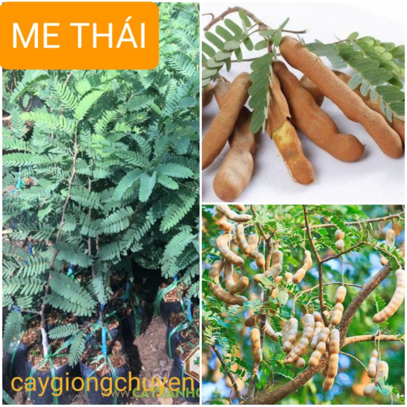 GIỐNG ME THÁI QUẢ NGỌT