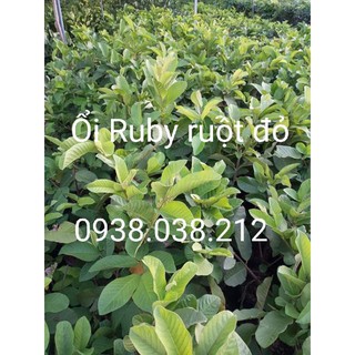 CÂY GIỐNG ỔI RUBY RUỘT ĐỎ KHÔNG HẠT