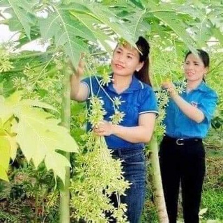 Cây Giống Đu Đủ Đực cấy mô (chuẩn giống - siêu sớm)