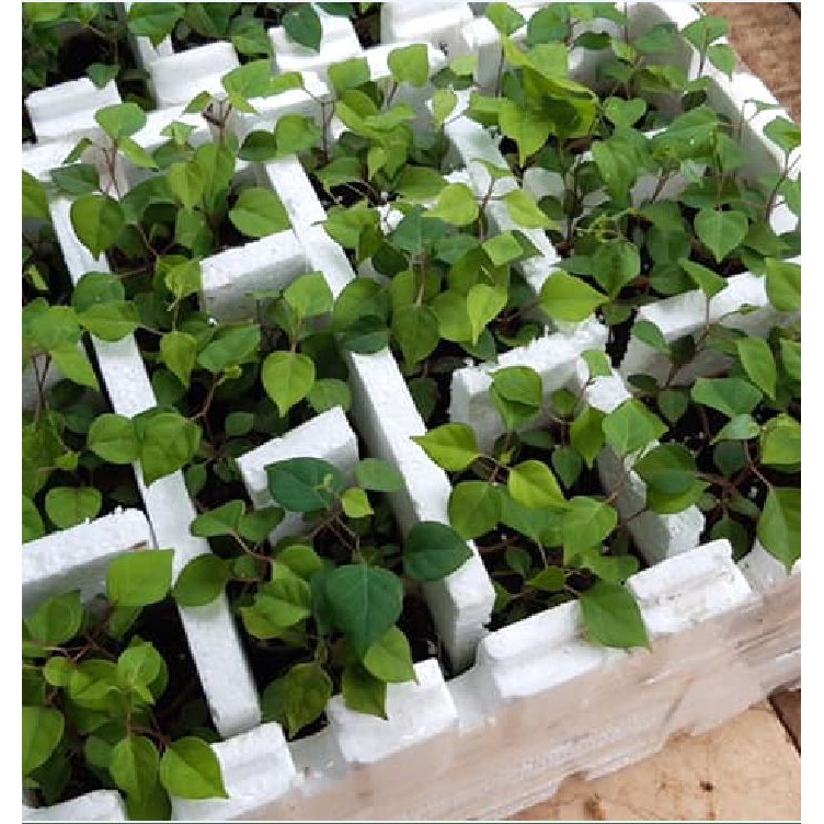 Hạt Giống Cây Lá Giang - 10 hạt /gói