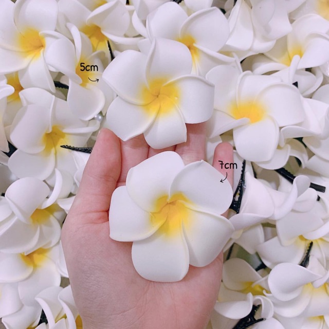 Hoa Đại cài tóc ( phụ kiện chụp ảnh)