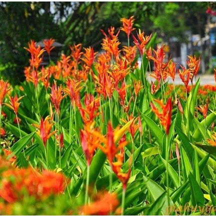 Hạt giống hoa Thiên điểu - Hạt giống chuẩn nảy mầm cao