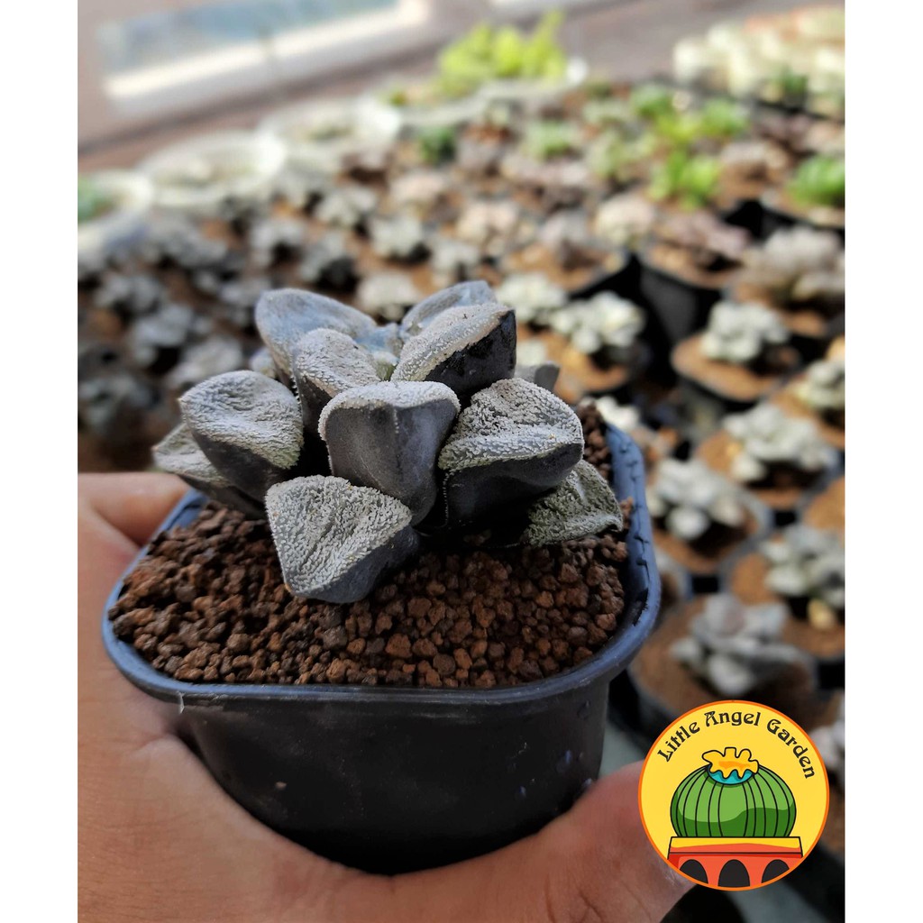 Sen đá kim cương Haworthia Pygmaea - giá rẻ - dễ chăm