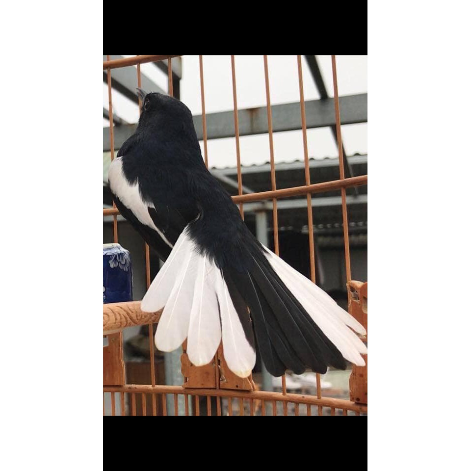 Cám Chim Chích Chòe Lửa Chòe Đất Comboo 5,10 Gói Cám Chất và Mát cho các loại chim Chích Chòe